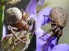 Xysticus sp.
